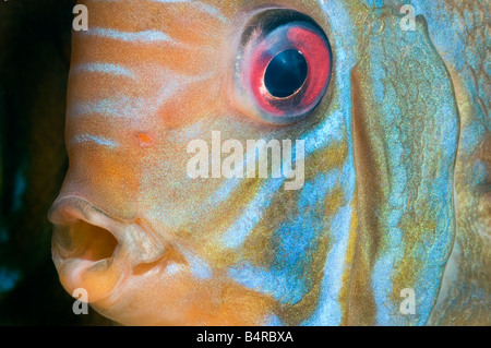 pompadour diskus SANTAREM DISCUS fish Cichlid portrait closeup face red eye mouth male blue cyan orange red Stock Photo