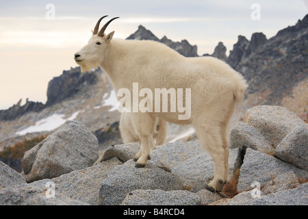 Mountain goat in the Enchantment Lakes Wilderness in Washington state Stock Photo