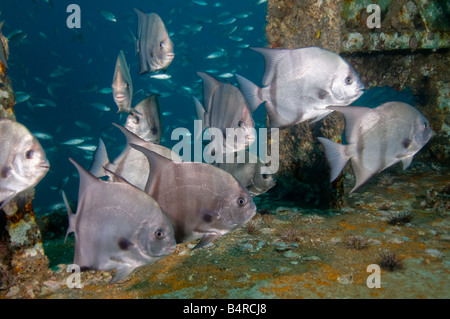 A school of Spadefish swim by the photographer while visiting a shipwreck of the coasdt of North Carolina in the United States. Stock Photo