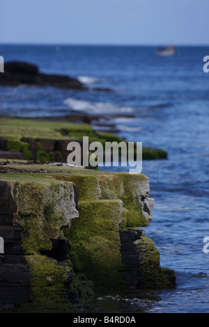 algae covered rocks in Ireland by the sea Stock Photo