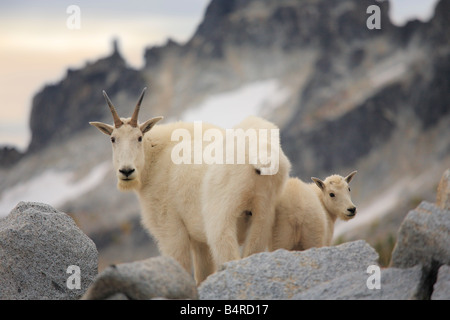 Mountain goat doe and kid in the Enchantment Lakes Wilderness in Washington state Stock Photo