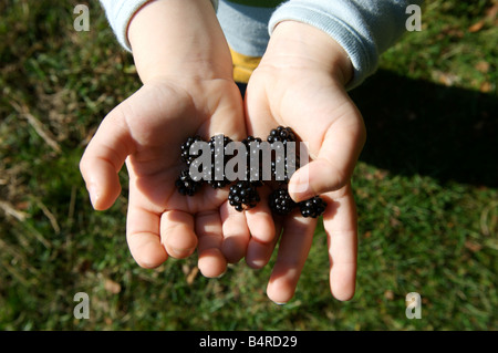 A boy holding freshly picked wild Blackberries Stock Photo