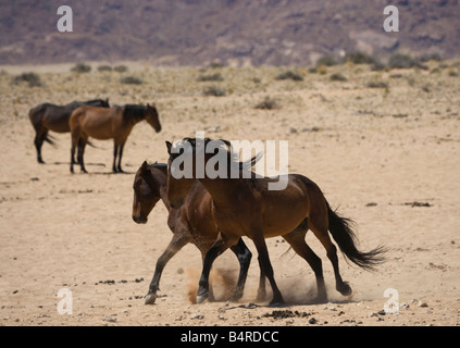 Namibia Namib desert horse wild animal Africa Stock Photo