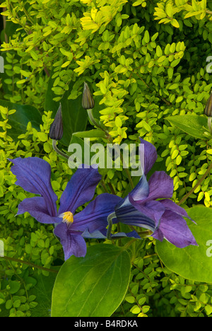 Contrasting textures create excitement in the garden. Bold clematis flowers stand out against fine-textured Box Honeysuckle. Stock Photo
