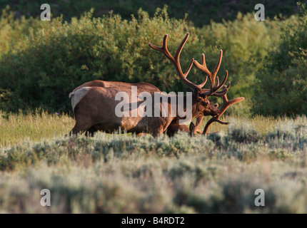 Elk Cervus canadensis two bulls grazing in a meadow in Yellowstone Park in July Stock Photo