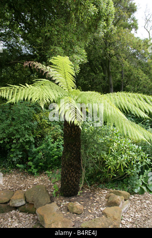 Soft Tree Fern, Man Fern or Tasmanian Tree Fern, Dicksonia antarctica, Dicksoniaceae.  Australia namely New South Wales Tasmania and Victoria. Stock Photo