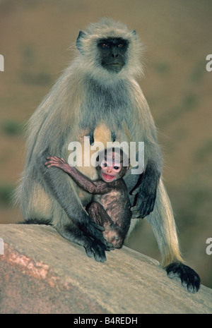Hanuman or Grey Langur (Semnopithecus entellus) mother and baby, Amber Fort Rajasthan,  India Stock Photo