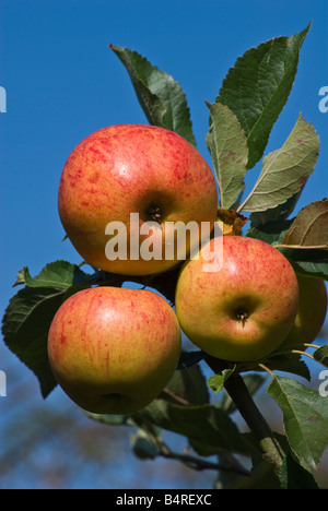 Three rosy red Sunset apples on tree in September Stock Photo