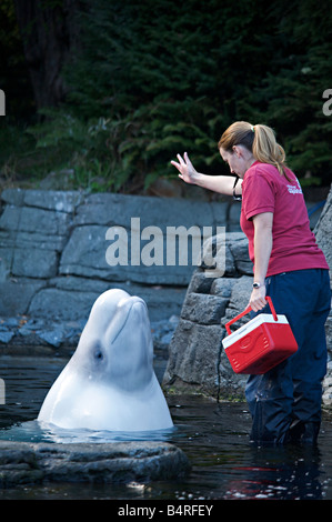 Trainer with beluga whale in 'Vancouver aquarium' Stock Photo