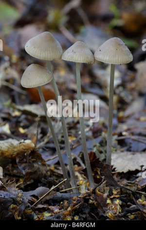 Grooved Bonnet - Mycena polygramma Stock Photo