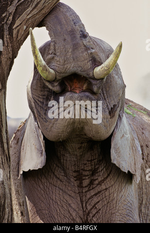 Looking Up at an Elephant Stock Photo