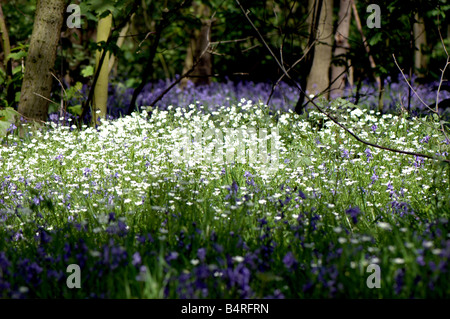 Some Greater Stitchwort amongst bluebells in a wood Stock Photo
