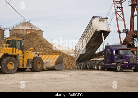 Sugar Beets at Sugar Factory Stock Photo
