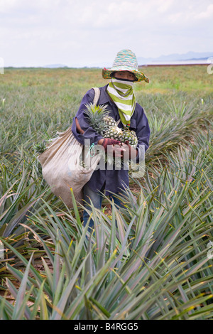 Asian Workers; Pineapples grown by small growers who sell their harvest to a processing plant. Labourers picking Pineapple crop Petchaburi Thailand Stock Photo