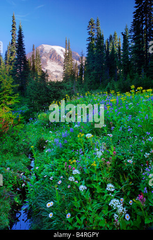 Wildflower meadow in the Tatoosh Range in Mount Rainier national park, Washington Stock Photo