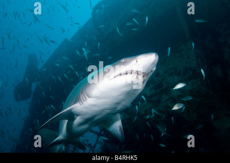 A Sand Tiger Shark swims close to the photographer while exploring an underwater shipwreck. Stock Photo