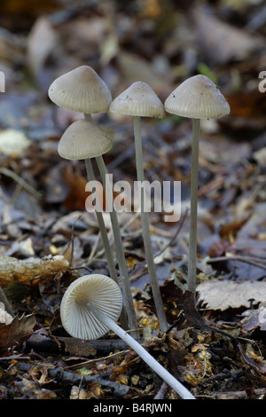 Grooved Bonnet - Mycena polygramma Stock Photo