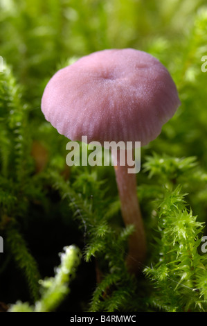 Amethyst deceiver, laccaria amethystea, fungi growing on the ground in deciduous woodland Stock Photo