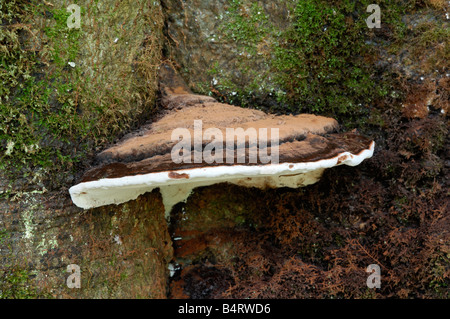 Artist's Bracket fungus, ganoderma applanatum, on beech tree, Carstamon Wood, Fleet Valley, Dumfries and Galloway Stock Photo