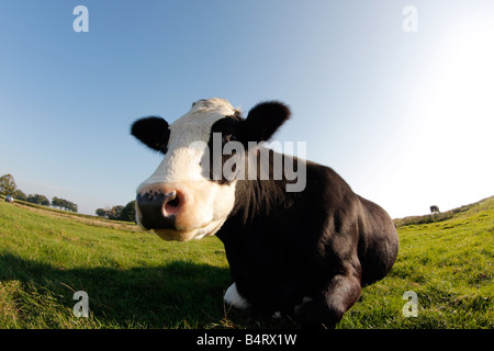 Cow in a field Malverns Worcestershire UK Stock Photo