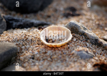Shell on the seashore at Inverallochy on the North East Coast of Scotland Stock Photo