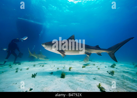 tiger shark, Galeocerdo cuvier, lemon sharks, Negaprion brevirostris, scuba divers and boat, West End, Grand Bahama, Atlantic Stock Photo