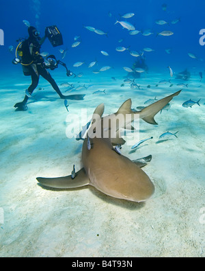 Lemon Sharks Negaprion brevirostris and scuba divers West End Grand Bahama Atlantic Ocean Stock Photo