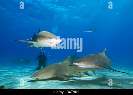 Lemon Sharks Negaprion brevirostris and scuba diver West End Grand Bahama Atlantic Ocean Stock Photo