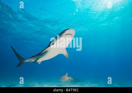 Tiger Shark Galeocerdo cuvier and Lemon Sharks Negaprion brevirostris West End Grand Bahama Atlantic Ocean Stock Photo