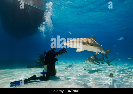 Lemon Sharks Negaprion brevirostris and woman scuba diver West End Grand Bahama Atlantic Ocean Stock Photo