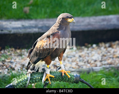 Harris Hawk (Parabuteo unicinctus) on perch, UK Stock Photo