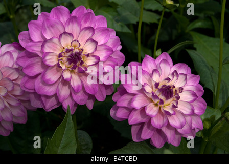 Dahlia 'Blue Wish' Stock Photo