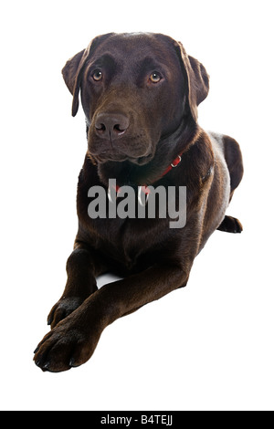 Handsome Labrador Dog Lying Down Stock Photo