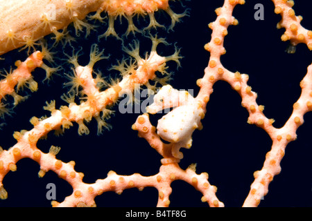 a very preganant male pygmy seahorse Hippocampus denise These are the smallest of the pygmy seahorses Stock Photo