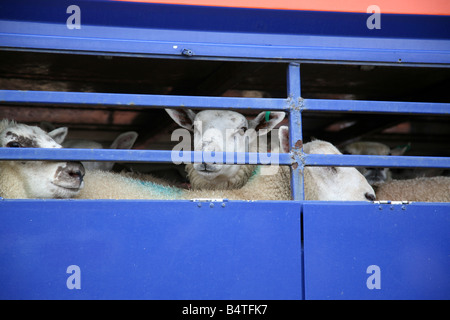 Sheep On A lorry in Welshpool Market Wales Stock Photo