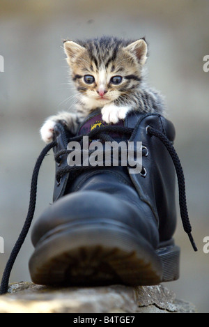 A kitten in a boot Stock Photo