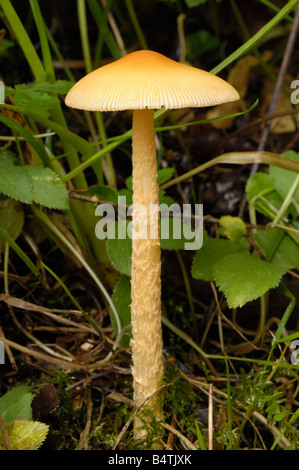 Orange grisette fungus, amanita crocea, growing on the ground in mixed woodland, Fleet valley, Dumfries & Galloway Stock Photo