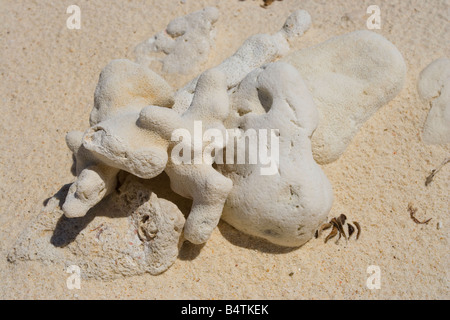 Dead coral on the beach on Pulau Mamutik Tunku Abdul Rahman National Park nr Kota Kinabalu Sabah Malaysia Stock Photo