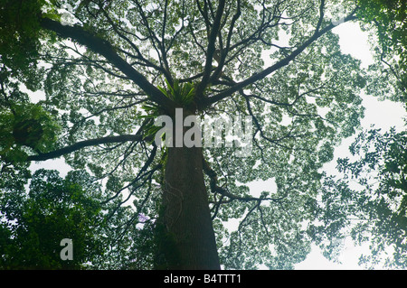 A large rainforest tree at Poring Hot Springs at the foot of Mt Kinabalu Sabah Malaysia Stock Photo