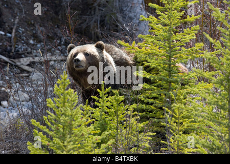 A grizzly bear in Banff National Park in Alberta Canada Stock Photo