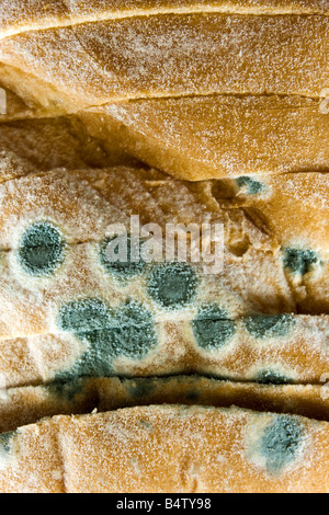 Close up photograph of some mouldy white bread. Stock Photo