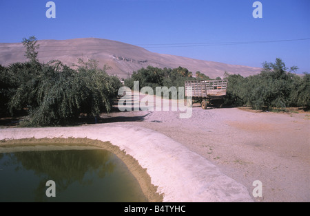 Wooden cart, irrigation pond and olive trees (Olea europaea) in plantation in San Miguel de Azapa, near Arica, Chile Stock Photo