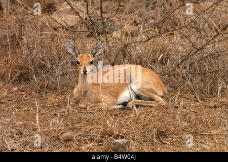 Steenbok (Raphicerus campestris) in the Kruger National Park, South Africa Stock Photo