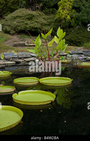 Santa Cruz Water Platter and Prayer Plant in the Sarah P Duke Gardens Durham North Carolina USA Stock Photo