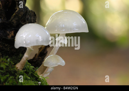Porcelain Fungus, oudemansiella mucida, growing on beech tree, Carstramon Wood, Dumfries & Galloway Stock Photo