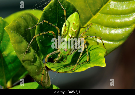 Closeup of a Green Lynx Spider (Peucetia viridans) Stock Photo