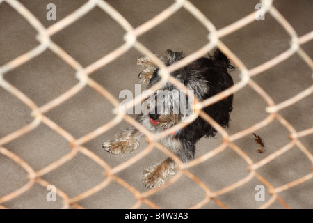 Animal Rescue in a Cage Stock Photo