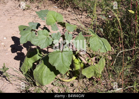 Devil's Claw or Unicorn Plant or Doubleclaw with fruits (Proboscidea parviflora), Arizona, USA Stock Photo