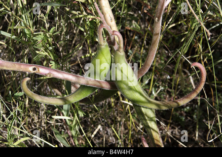 Fruits of Devil's Claw or Unicorn Plant or Doubleclaw (Proboscidea parviflora) Stock Photo