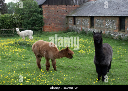 Llama in a field of buttercup flowers Silchester Hampshire England UK Stock Photo